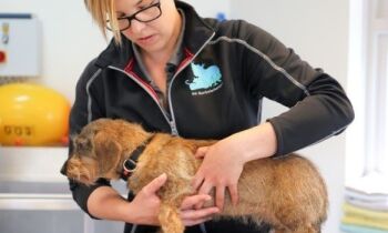 Dierenfysiotherapeut Margriet Koopman bij Dierenkliniek Enkhuizen