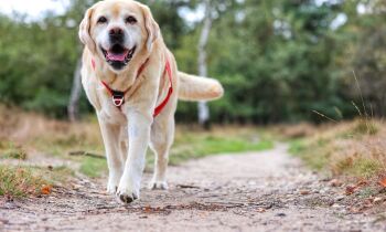 Informatie avond over artrose bij hond en kat