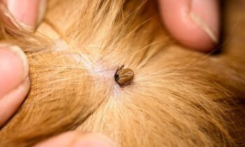 Injectie tegen vlooien en teken voor een heel jaar bij de hond!