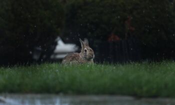 Natte zomer groter risico voor konijnen