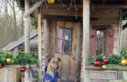 Gewijzigde openingstijden met Kerst en Oud- en nieuw!