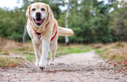 Informatie avond over artrose bij hond en kat