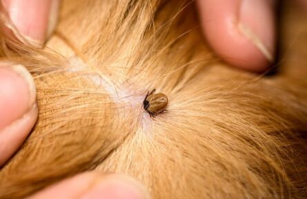 Injectie tegen vlooien en teken voor een heel jaar bij de hond!