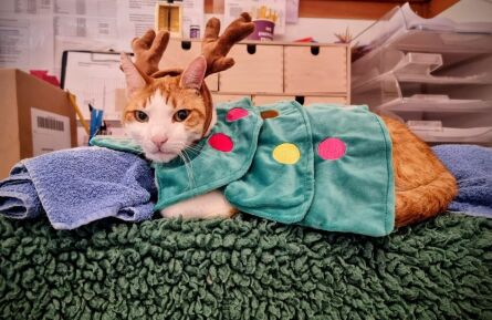 Openingstijden December