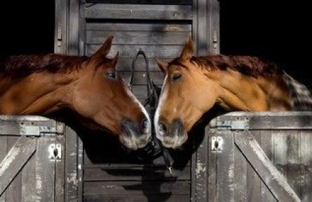 Registratie van de locatie paarden, pony's en ezels verplicht vanaf 21 april.